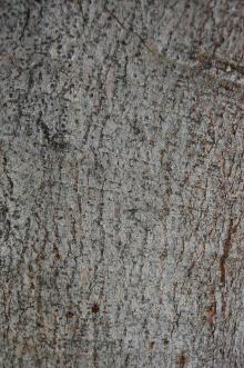Ficus elastica Bark (24/08/2013, Sitia, Crete, Greece)