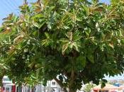 Plant Week: Ficus Elastica