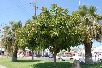 Ficus elastica (24/08/2013, Sitia, Crete, Greece)