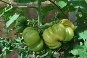 Tomatoes ripening