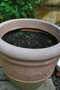 Carrot seedlings