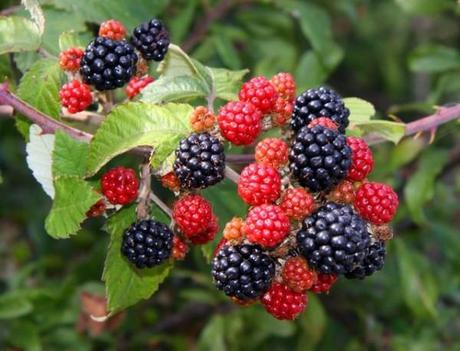 blackberries