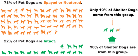 dog neuter statistics