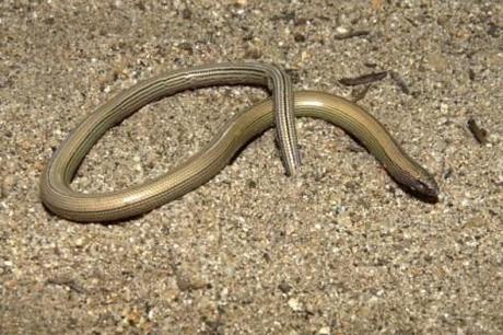 legless-lizards-8-TLL-Dorsal-600x399