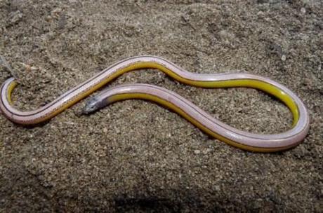 legless-lizards-3-BLL-Dorsal-600x397