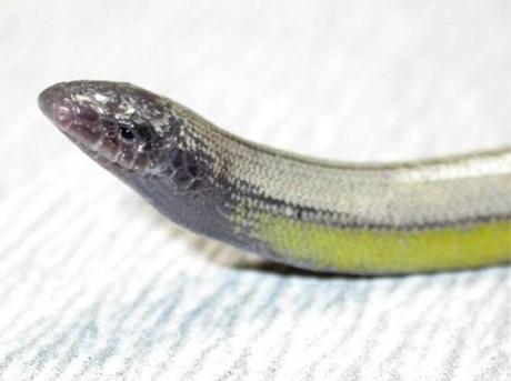 legless-lizards-1-BLL-Head-600x448