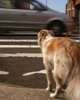 dog road accident