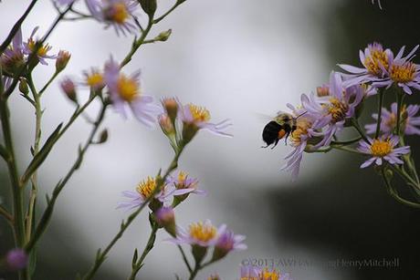 bee in flight 