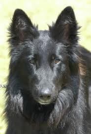 belgian shepherd 2