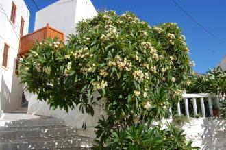 Plumeria rubra (05/09/2013, Nisyros, Greece)