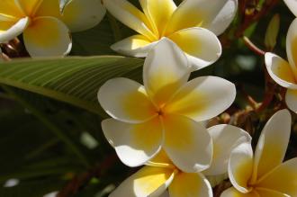 Plumeria rubra Flower (05/09/2013, Nisyros, Greece)