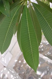 Plumeria rubra Leaf (05/09/2013, Nisyros, Greece)