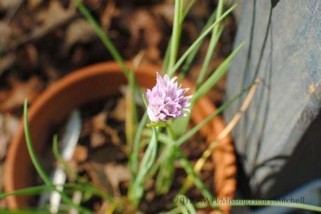 chive blossom