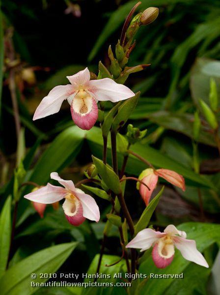 Paphiopedilum or Slipper Orchids Slipper orchid (paphiopedilum) © 2012 Patty Hankins