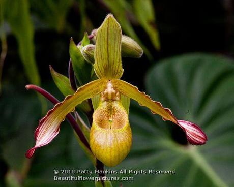 Slipper orchid (paphiopedilum) © 2012 Patty Hankins