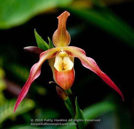 Paphiopedilum or Slipper Orchids Slipper orchid (paphiopedilum) © 2012 Patty Hankins