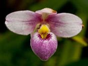 Paphiopedilum Slipper Orchids