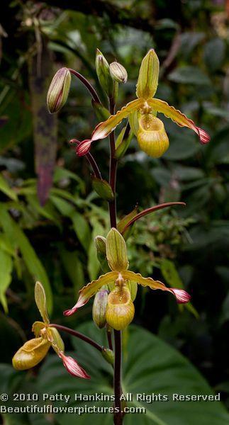 Paphiopedilum or Slipper Orchids Slipper orchid (paphiopedilum) © 2012 Patty Hankins