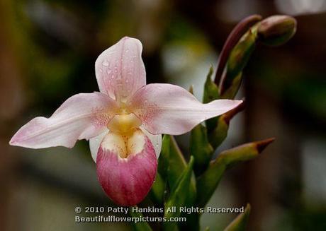 Paphiopedilum or Slipper Orchids Slipper orchid (paphiopedilum) © 2012 Patty Hankins