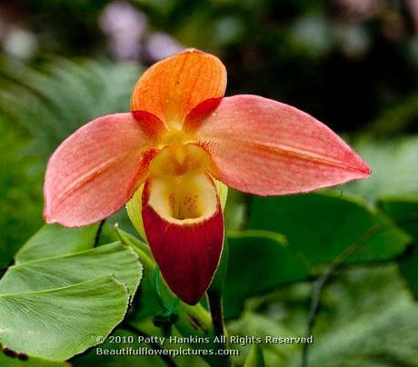 Paphiopedilum or Slipper Orchids Slipper orchid (paphiopedilum) © 2012 Patty Hankins