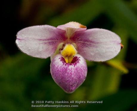 Paphiopedilum or Slipper Orchids Slipper orchid (paphiopedilum) © 2012 Patty Hankins
