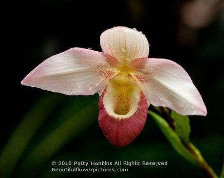 Paphiopedilum or Slipper Orchids Slipper orchid (paphiopedilum) © 2012 Patty Hankins