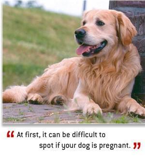 dog pregnancy
