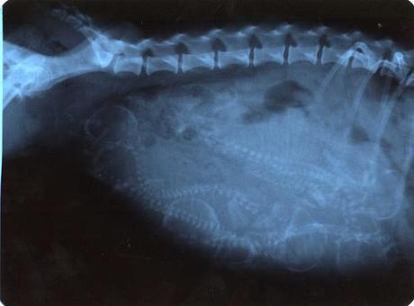 dog ultrasound