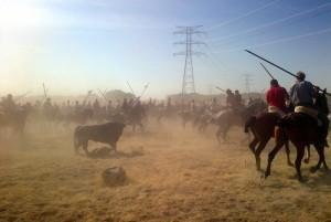 El Toro de la Vega Tournament, 2012. [photo: la marea]