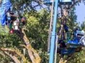 Three Arrests Treesitters “Extracted” Willits Bypass Campaign