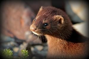 Juvenile American mink [photo: Terry McCormick/Flickr]