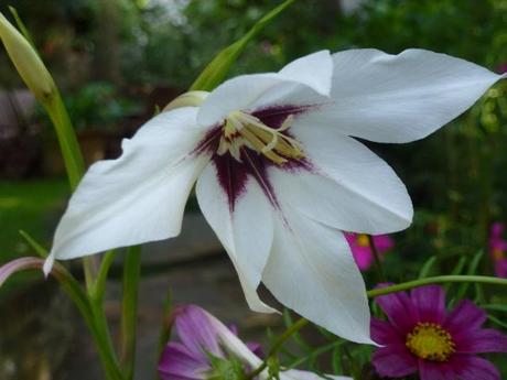 white flower of gladiolus murielaae