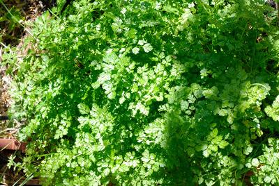 Spicing up the herb garden