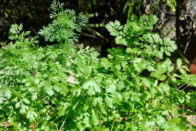 Spicing up the herb garden