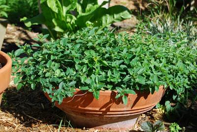 Spicing up the herb garden