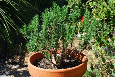 Spicing up the herb garden