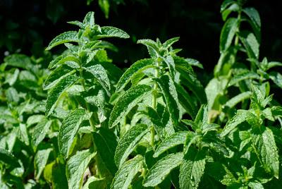 Spicing up the herb garden