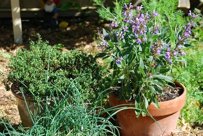 Spicing up the herb garden