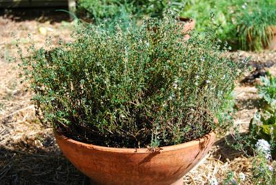 Spicing up the herb garden