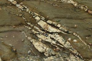 Quartz intrusions at Bream Cove (photo: Amanda Scott)