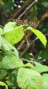 Speckled Wood butterfly perching (photo: Amanda Scott). Presumably a male