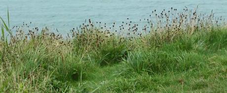 Knapweed seedheads, coastal path