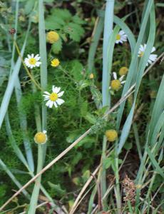 Scentless Mayweed (photo: Amanda Scott)