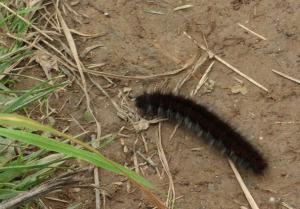 Fox Moth caterpillar (photo: Amanda Scott). This furry chappy ambled to and fro across the path, and ended up pretty much where he started! Thanks to Sally Luker for identifying the species for me.