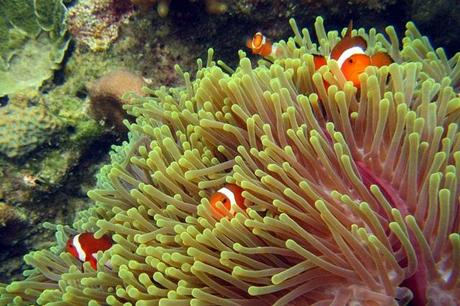 with tons of anemonefish