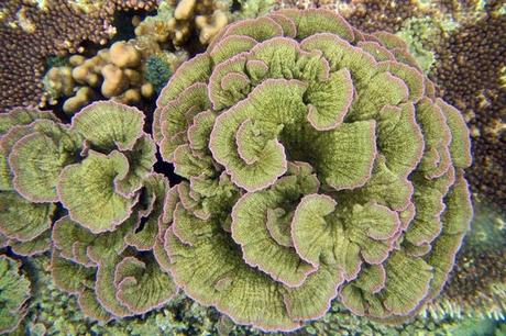 gorgeous coral forms and colors