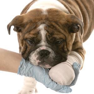 Dealing with an Injured Dog injured dog