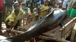 Residents-in-western-Madagascar-carry-a-melon-headed-whale-found-dead-on-June-3-2008.-AFP
