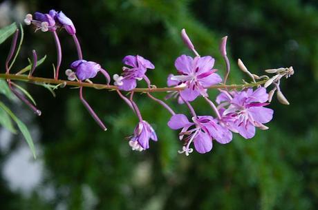 north cascade highway westcoast weekend