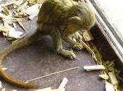 Featured Animal: Pygmy Marmoset